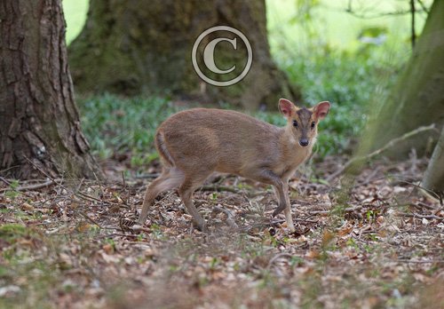 Muntjac 4